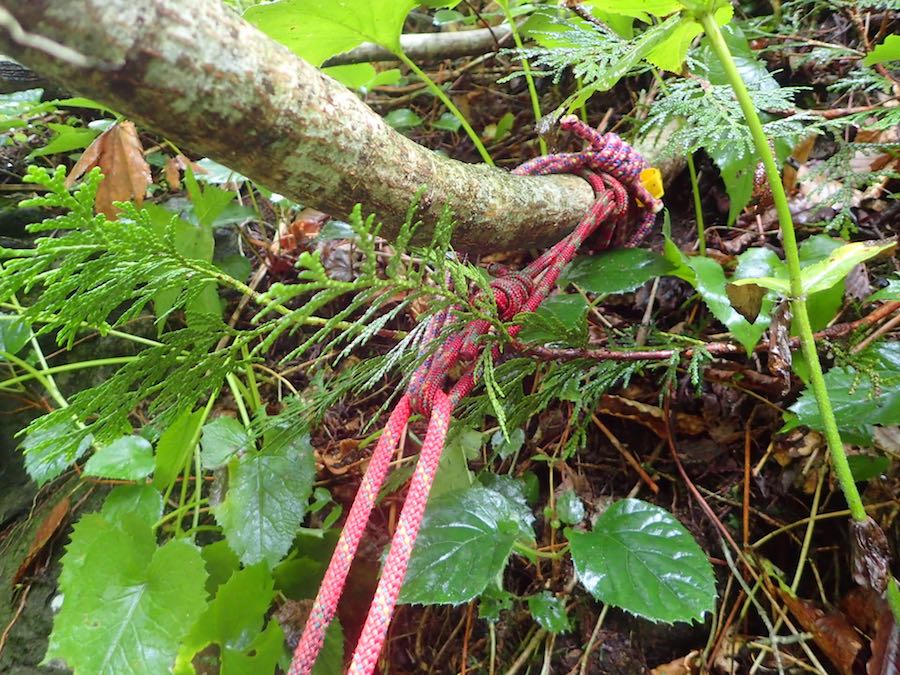 捨て縄発見　みんな同じ苦労しているんだなあ